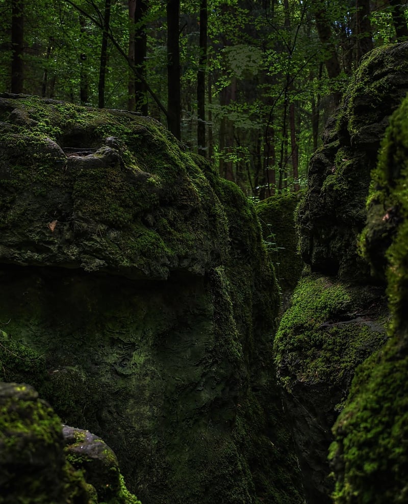 Enchantment Grove
