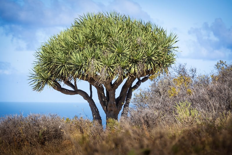 Canary Island Dragon Tree