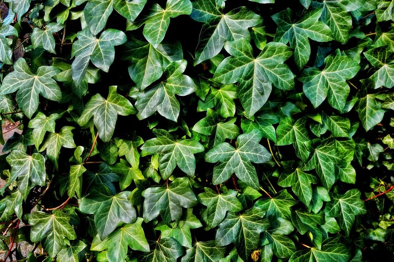 Starleaf Vine